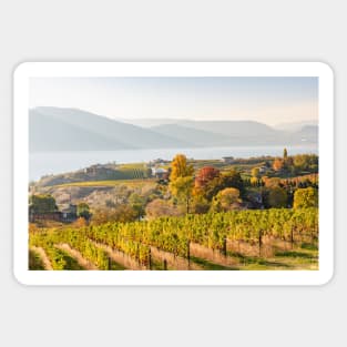 Okanagan Valley Vineyards in October Sticker